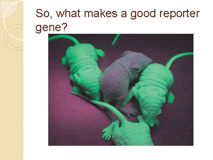 So, what makes a good reporter gene? 