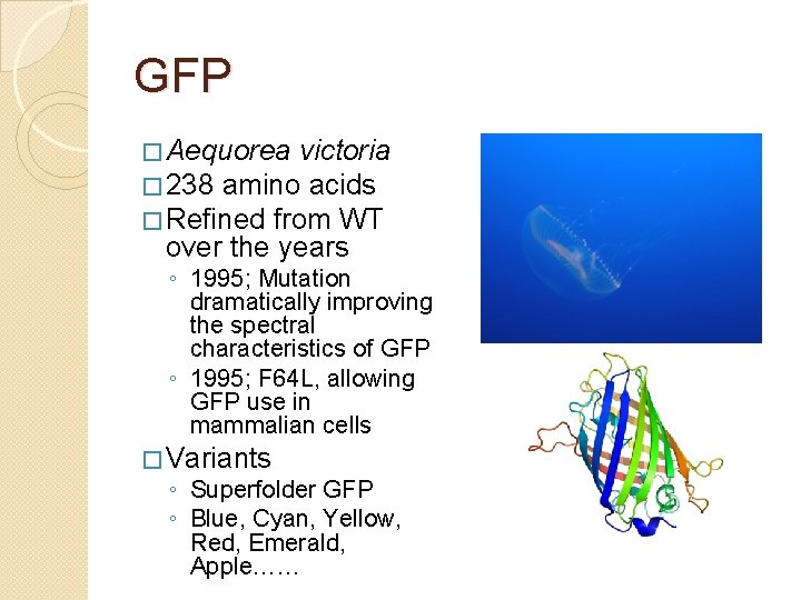 GFP � Aequorea victoria � 238 amino acids � Refined from WT over the