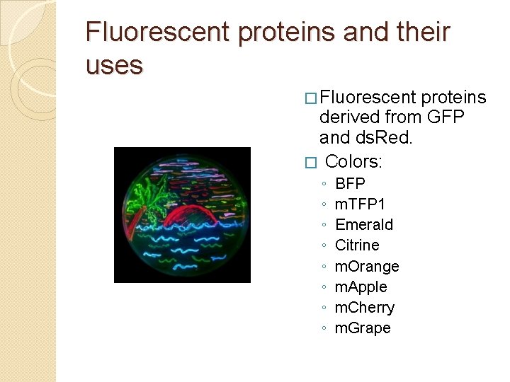 Fluorescent proteins and their uses � Fluorescent proteins derived from GFP and ds. Red.