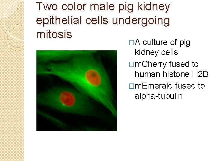 Two color male pig kidney epithelial cells undergoing mitosis �A culture of pig kidney
