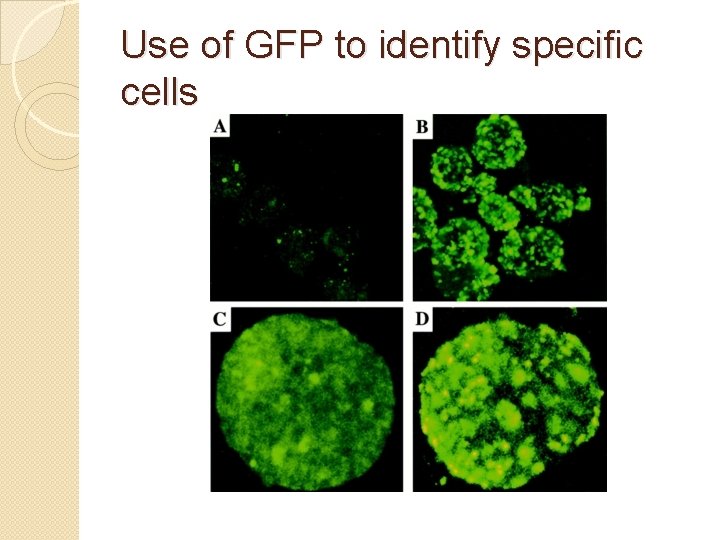 Use of GFP to identify specific cells 