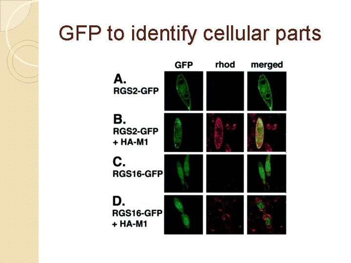 GFP to identify cellular parts 