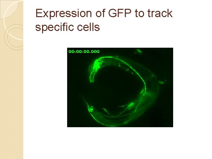 Expression of GFP to track specific cells 