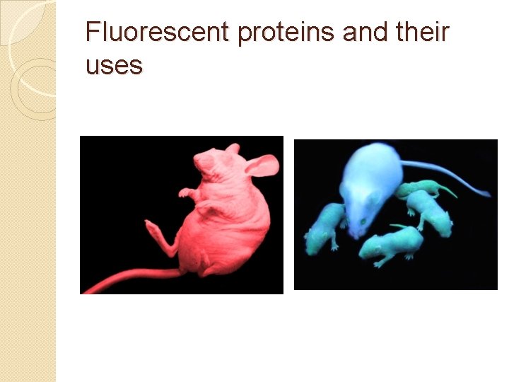 Fluorescent proteins and their uses 