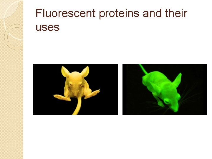 Fluorescent proteins and their uses 