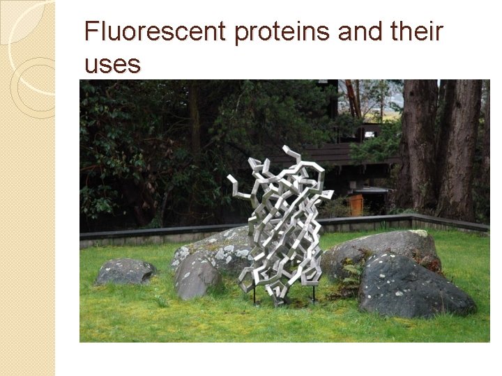 Fluorescent proteins and their uses 