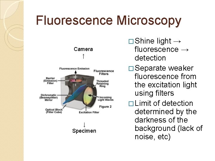 Fluorescence Microscopy � Shine Camera ↑ ↓ Specimen light → fluorescence → detection �