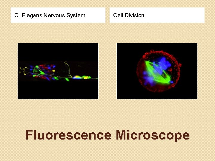 C. Elegans Nervous System Cell Division Fluorescence Microscope 
