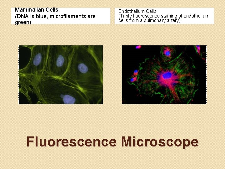 Mammalian Cells (DNA is blue, microfilaments are green) Endothelium Cells (Triple fluorescence staining of