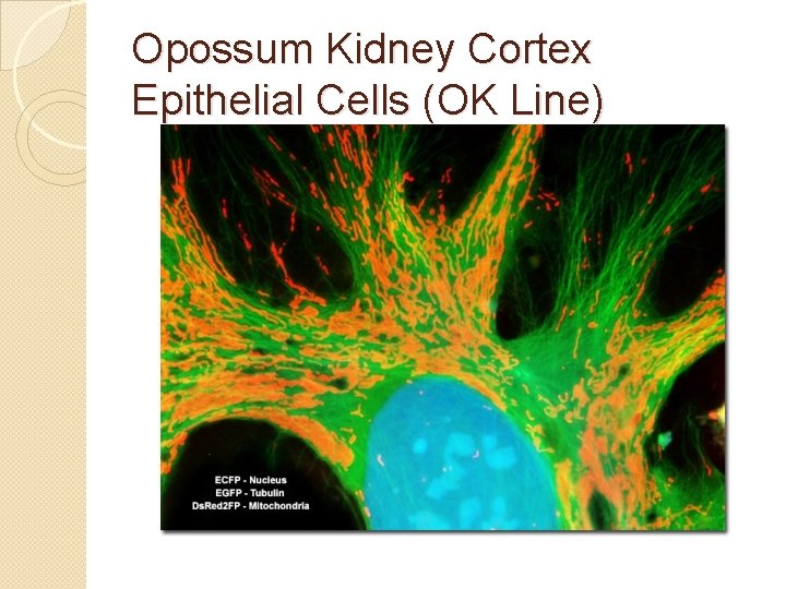 Opossum Kidney Cortex Epithelial Cells (OK Line) 