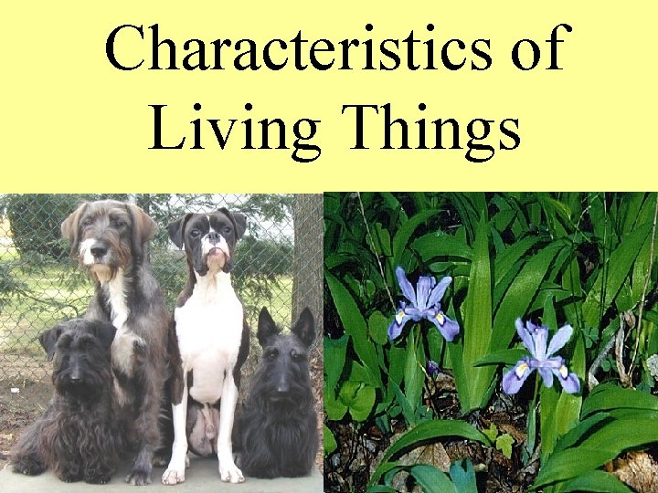 Characteristics of Living Things 
