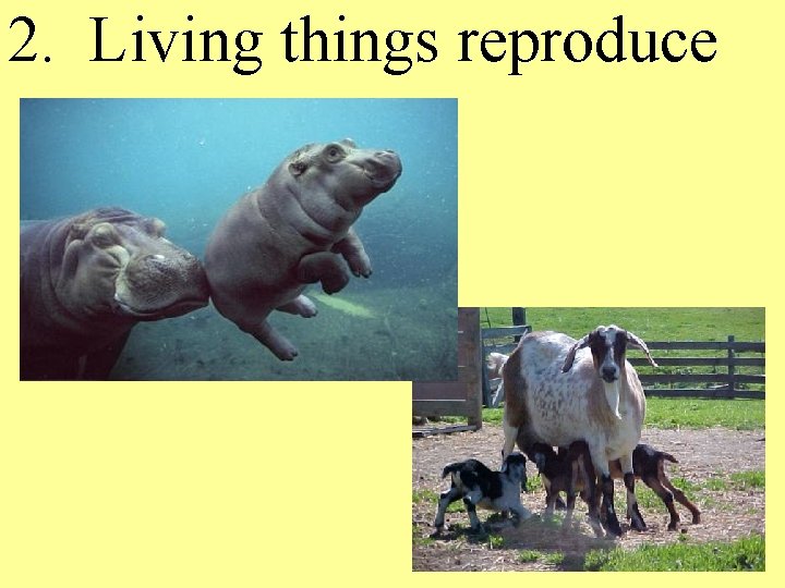 2. Living things reproduce 