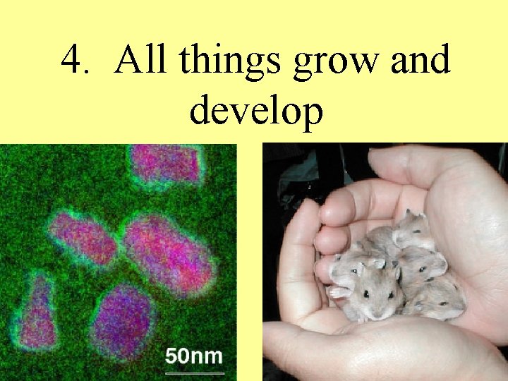 4. All things grow and develop 