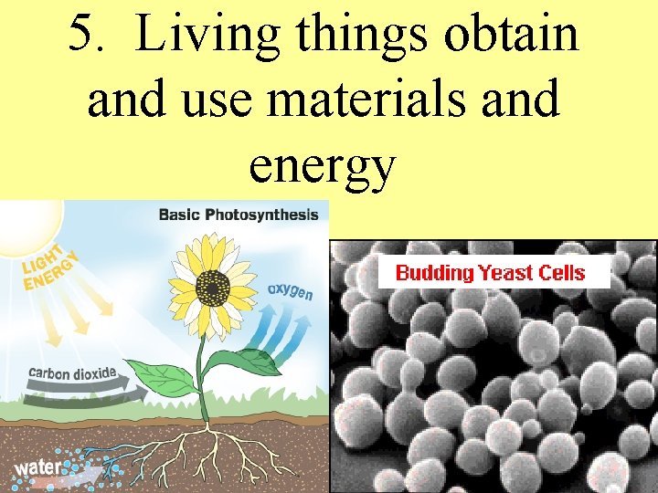 5. Living things obtain and use materials and energy 