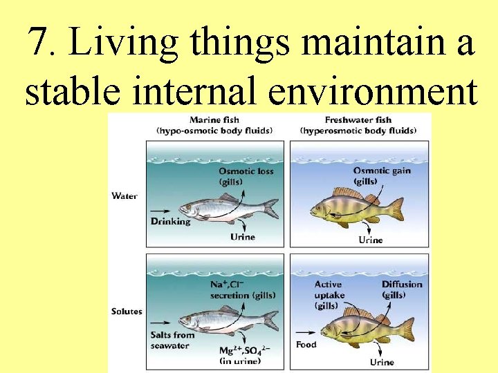 7. Living things maintain a stable internal environment 