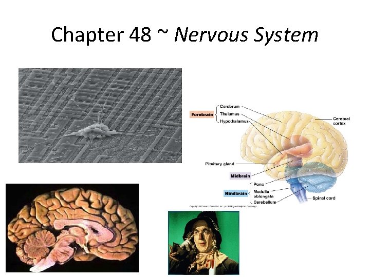 Chapter 48 ~ Nervous System 