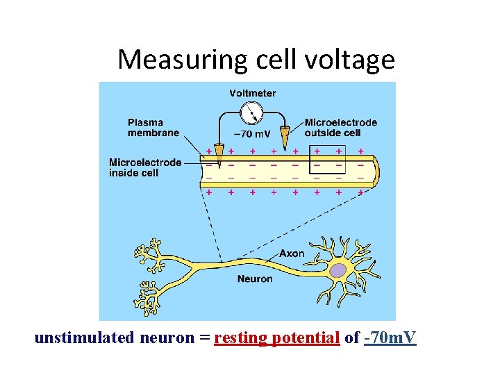 Measuring cell voltage unstimulated neuron = resting potential of -70 m. V 