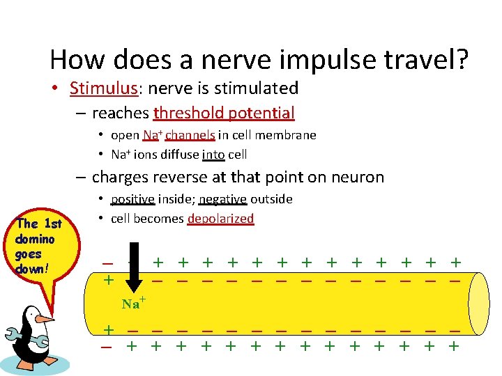 How does a nerve impulse travel? • Stimulus: nerve is stimulated – reaches threshold