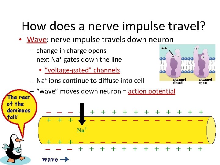 How does a nerve impulse travel? • Wave: nerve impulse travels down neuron –