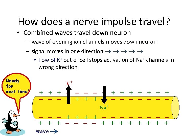 How does a nerve impulse travel? • Combined waves travel down neuron – wave