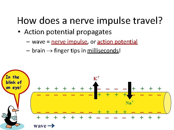 How does a nerve impulse travel? • Action potential propagates – wave = nerve