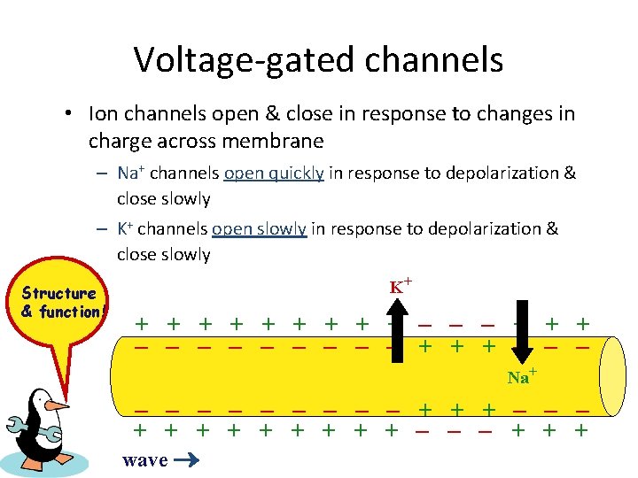 Voltage-gated channels • Ion channels open & close in response to changes in charge