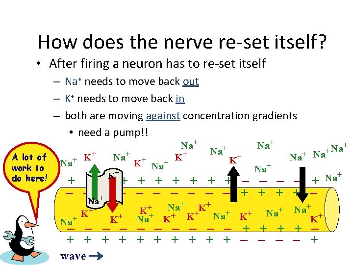 How does the nerve re-set itself? • After firing a neuron has to re-set