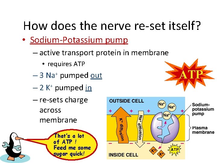 How does the nerve re-set itself? • Sodium-Potassium pump – active transport protein in