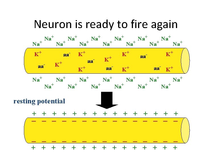 Neuron is ready to fire again Na+ Na+ K+ aa- aa. Na+ Na+ K+