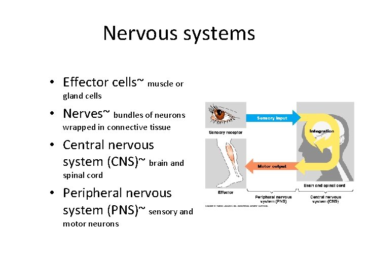 Nervous systems • Effector cells~ muscle or gland cells • Nerves~ bundles of neurons