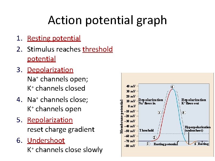 Action potential graph 40 m. V 4 30 m. V 20 m. V Membrane