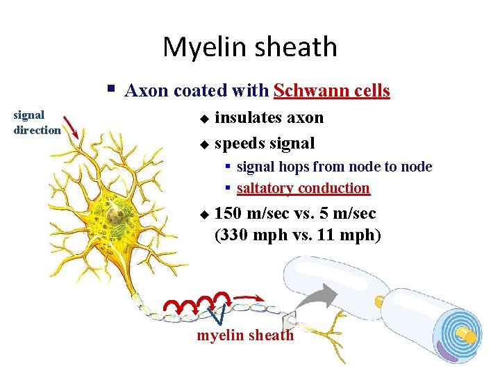 Myelin sheath § Axon coated with Schwann cells signal direction insulates axon u speeds
