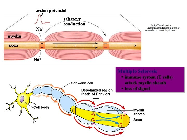 action potential saltatory conduction Na+ myelin axon + + + – – Na+ Multiple