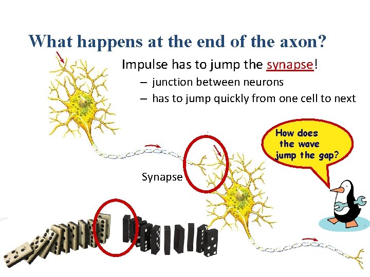 What happens at the end of the axon? Impulse has to jump the synapse!