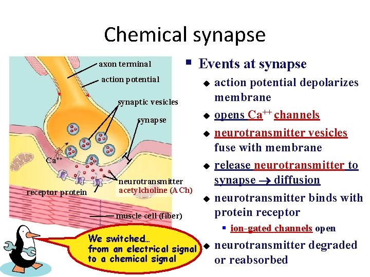 Chemical synapse axon terminal § Events at synapse action potential u synaptic vesicles synapse