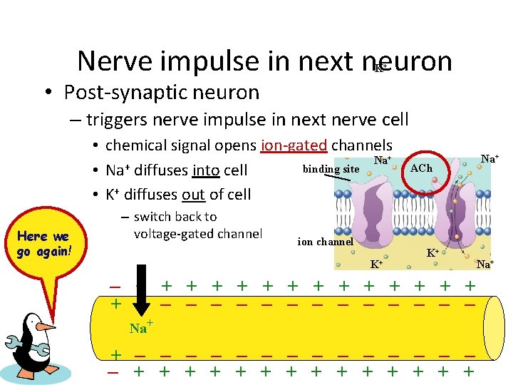 Nerve impulse in next neuron K+ • Post-synaptic neuron – triggers nerve impulse in