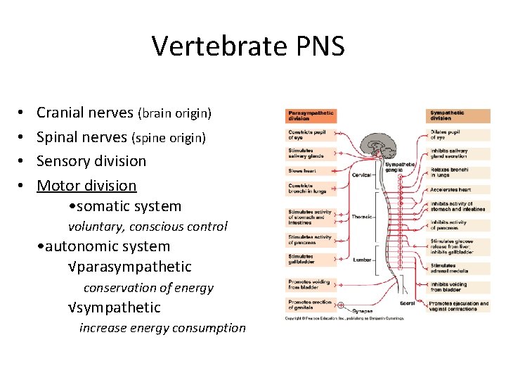 Vertebrate PNS • • Cranial nerves (brain origin) Spinal nerves (spine origin) Sensory division