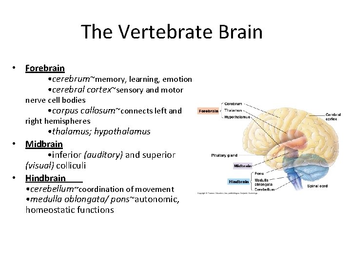 The Vertebrate Brain • Forebrain • cerebrum~memory, learning, emotion • cerebral cortex~sensory and motor