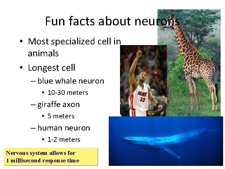 Fun facts about neurons • Most specialized cell in animals • Longest cell –