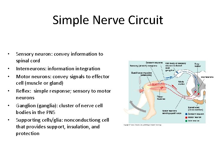 Simple Nerve Circuit • • • Sensory neuron: convey information to spinal cord Interneurons: