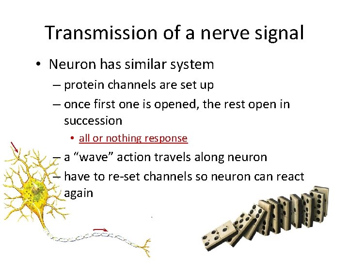 Transmission of a nerve signal • Neuron has similar system – protein channels are