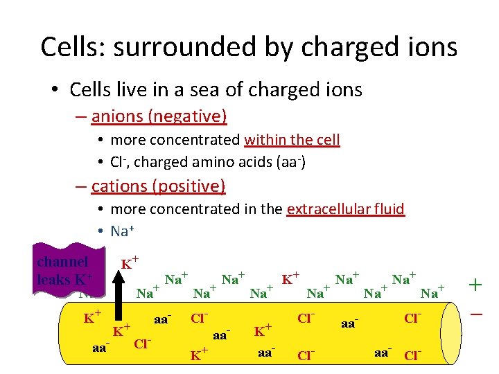 Cells: surrounded by charged ions • Cells live in a sea of charged ions