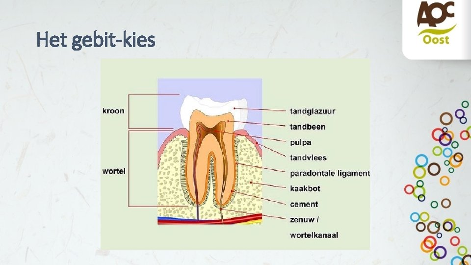 Het gebit-kies 