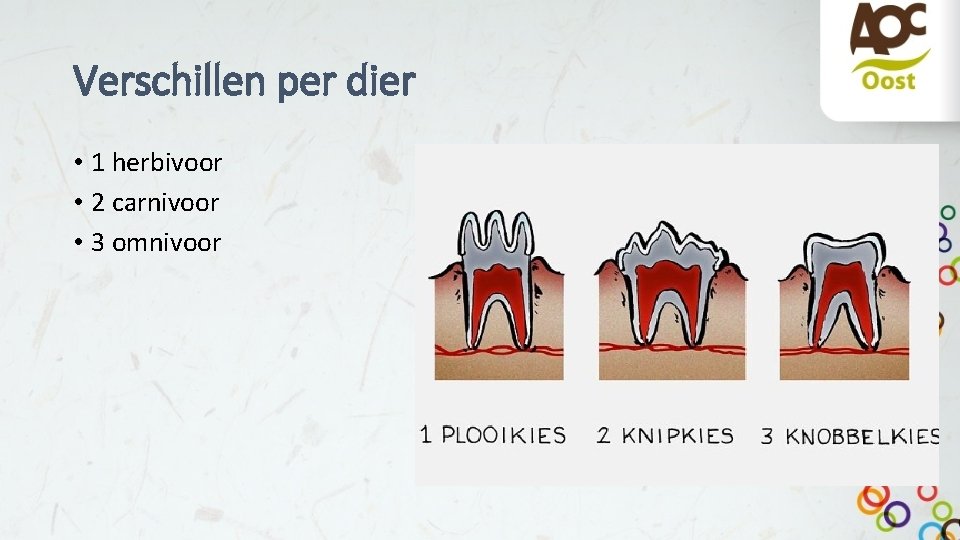 Verschillen per dier • 1 herbivoor • 2 carnivoor • 3 omnivoor 