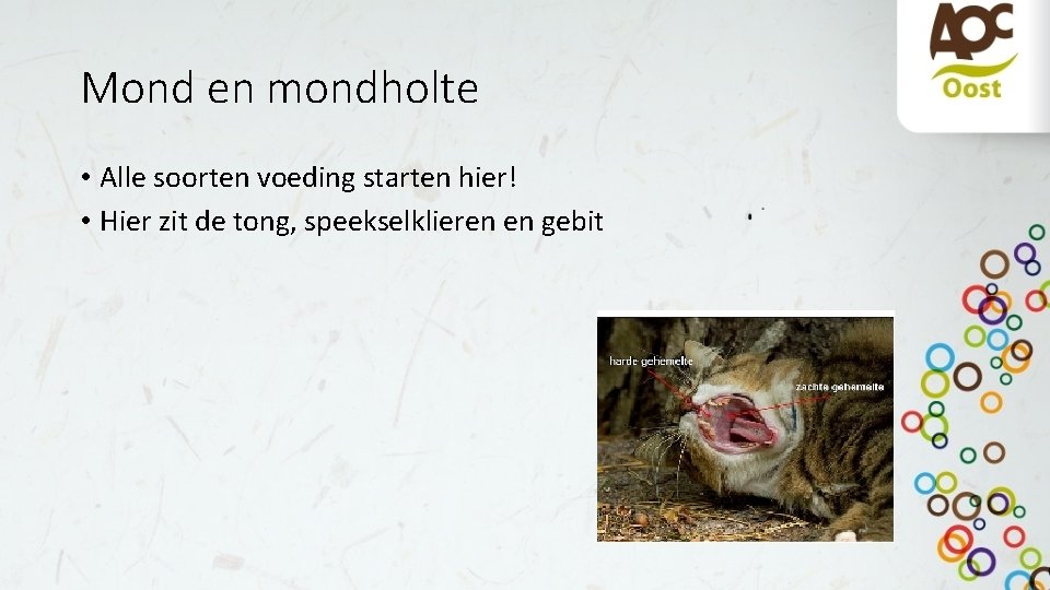 Mond en mondholte • Alle soorten voeding starten hier! • Hier zit de tong,