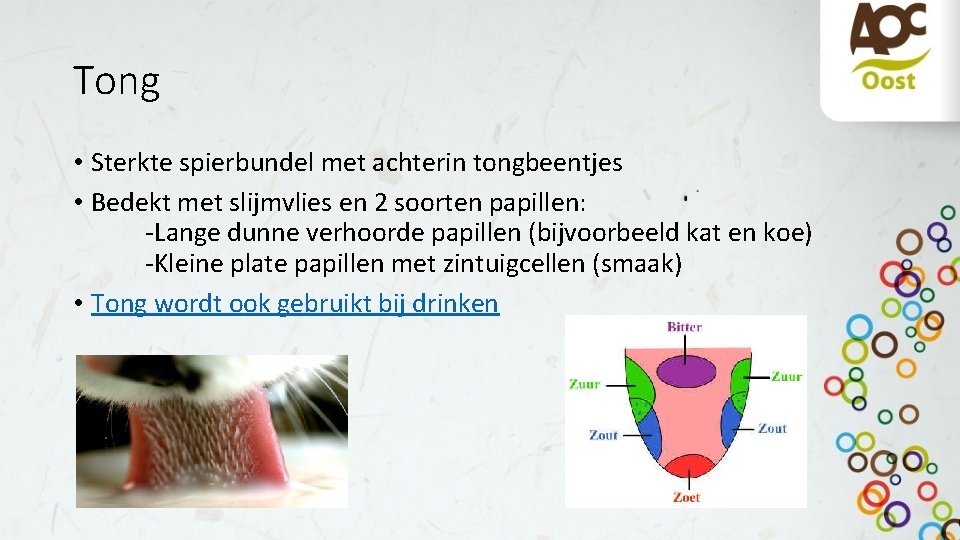 Tong • Sterkte spierbundel met achterin tongbeentjes • Bedekt met slijmvlies en 2 soorten