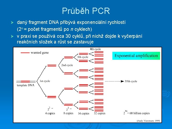 Průběh PCR daný fragment DNA přibývá exponenciální rychlostí (2 n = počet fragmentů po