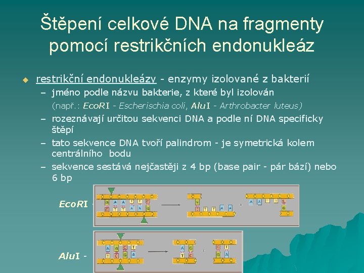 Štěpení celkové DNA na fragmenty pomocí restrikčních endonukleáz u restrikční endonukleázy - enzymy izolované