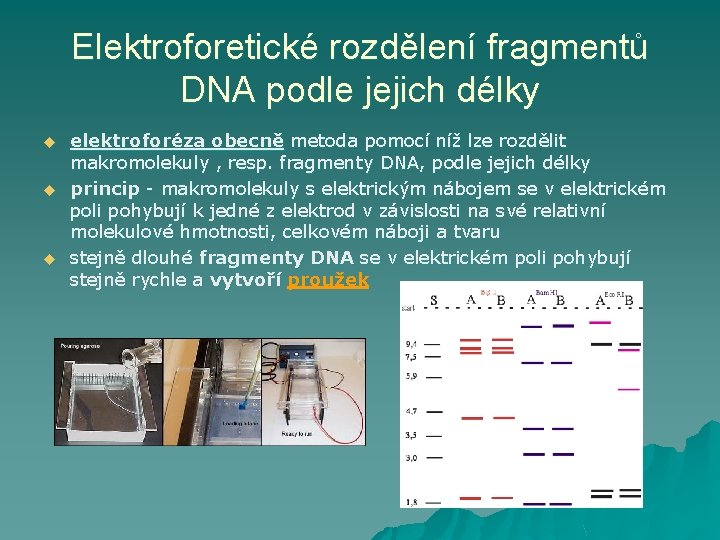 Elektroforetické rozdělení fragmentů DNA podle jejich délky u u u elektroforéza obecně metoda pomocí