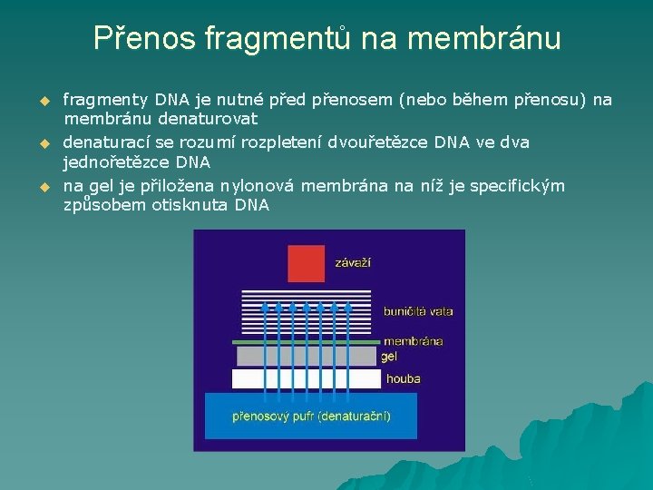 Přenos fragmentů na membránu u fragmenty DNA je nutné před přenosem (nebo během přenosu)